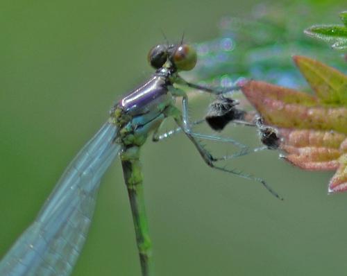 Erythromma viridulum